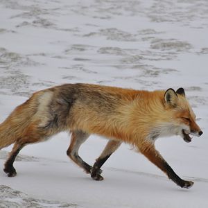 Red Fox - Alaska