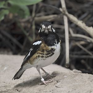 Chestnut-backed thrush