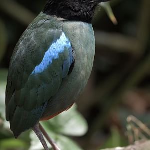 Hooded pitta