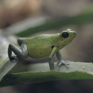 Strawberry poison dart frog