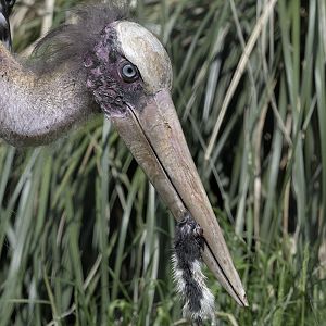 Lesser adjutant plus lunch