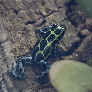 Variable poison dart frog