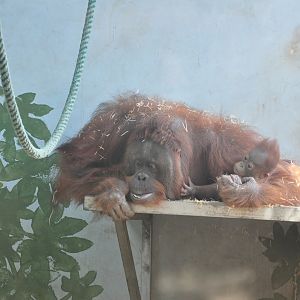 2017-02-11 Bornean orangutan