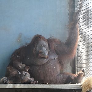 2017-02-11 Bornean orangutan