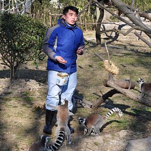 2017-02-11 Ring-tailed lemur and the keeper