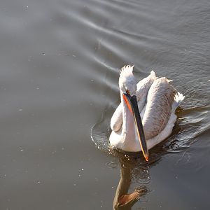 2017-02-11 Dalmatian pelican