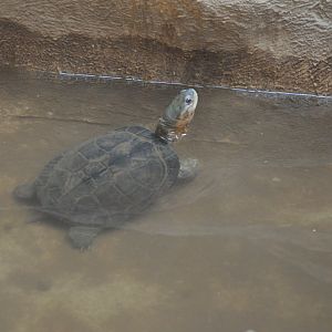 2017-04-16  Yellow pond turtle