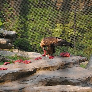 2017-04-16 Golden eagle