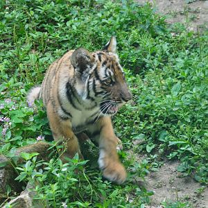 2017-05-28 South China tiger cub