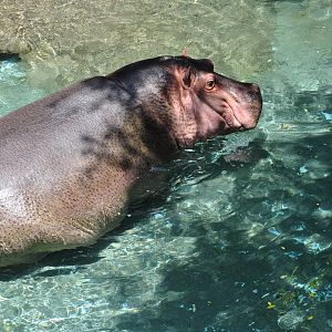 2017-05-28 Hippopotamus