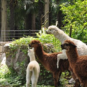 2017-05-28 Alpaca mating