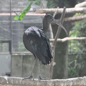 2017-06-08 Glossy ibis