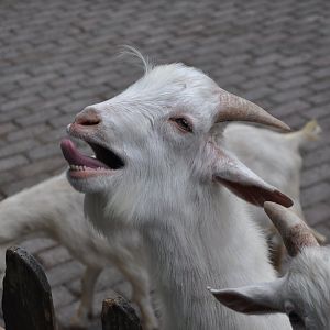 2017-06-08 Goat