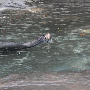 2017-10-01 California sea lion