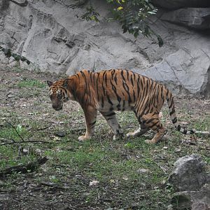 2017-10-01 South China tiger