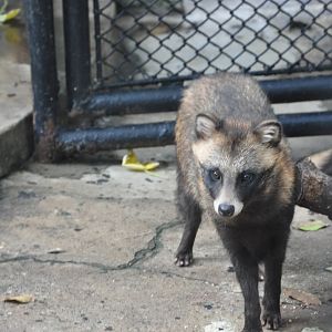2017-10-01 Chinese raccoon dog