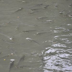 2017-10-01 Silver carp
