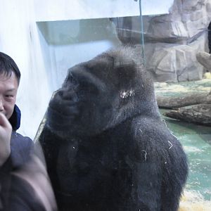 2017-12-28 Western gorilla