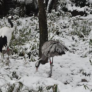 2018-01-26 Red-crowned crane & Common crane
