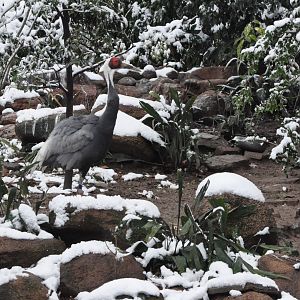 2018-01-26 White-naped crane