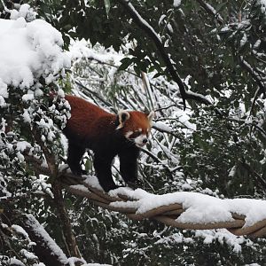 2018-01-26 Red panda
