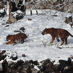 2018-01-26 South China tiger