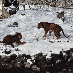 2018-01-26 South China tiger