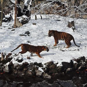 2018-01-26 South China tiger