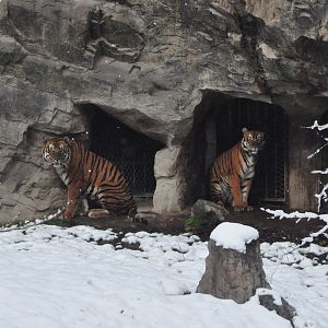 2018-01-26 South China tiger