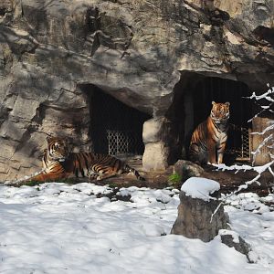 2018-01-26 South China tiger