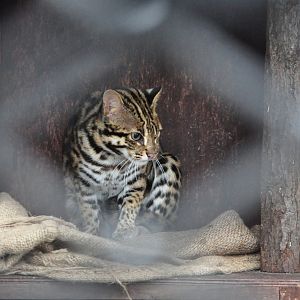 2018-01-26 Leopard cat
