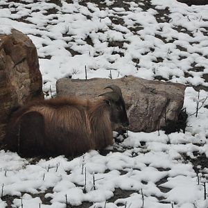 2018-01-26 Himalayan tahr hiding in rocks
