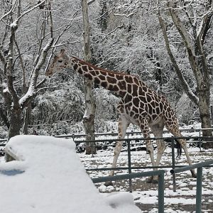 2018-01-26 Nubian giraffe
