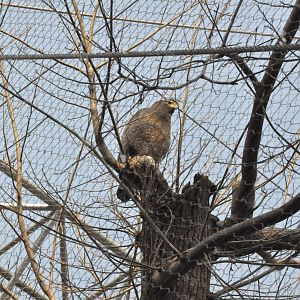 2018-01-26 Crested serpent eagle