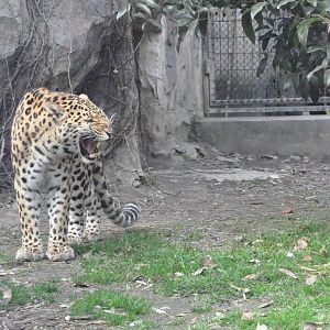 2018-01-26 Leopard