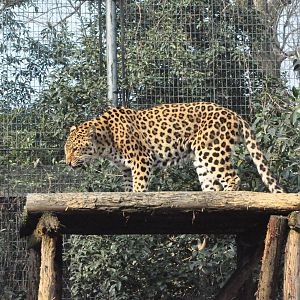 2018-01-26 Leopard