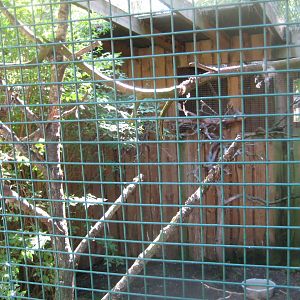 Riga Zoo - Owl aviary #6
