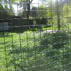Riga Zoo - Secretary bird aviary