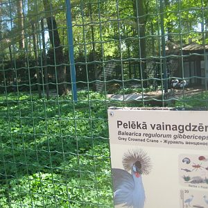 Riga Zoo - Crowned-crane aviary