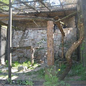 Riga Zoo - Bearded vulture aviary