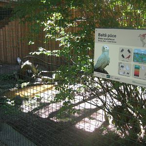 Riga Zoo - Snowy owl aviary