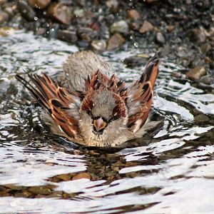 House Sparrow (Passer domesticus) bathing