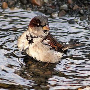 House Sparrow (Passer domesticus) bathing