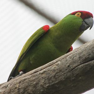 Thick-billed parrot