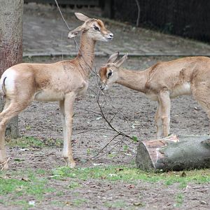 Mhorr gazelle-calves