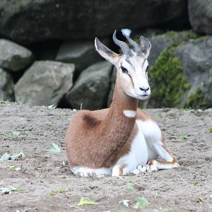 Mhorr gazelle