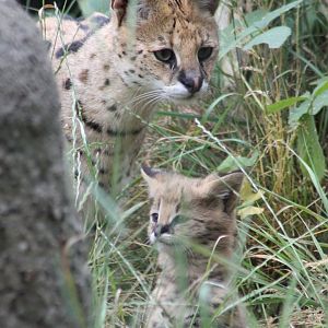 Serval with kitten