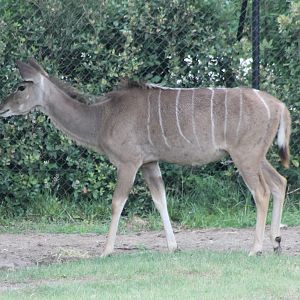 Greater kudu
