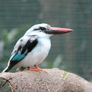 Blue-breasted kingfisher