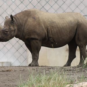 Black rhinoceros
